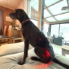 QW10028-10.jpg QWave PBM Vet PRO LED Wrap stor 40 x 20 cm