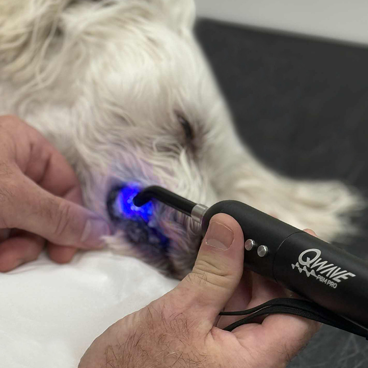 Vet-Torch-02.jpg QWave PBM Vet PRO LED torch med blått, rødt og infrarødt lys